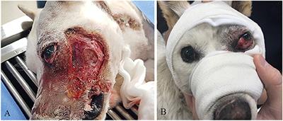 Case Report: Surgical Treatment of Severe Facial Wounds and Proptosis in a Dog Due to a Traffic Accident